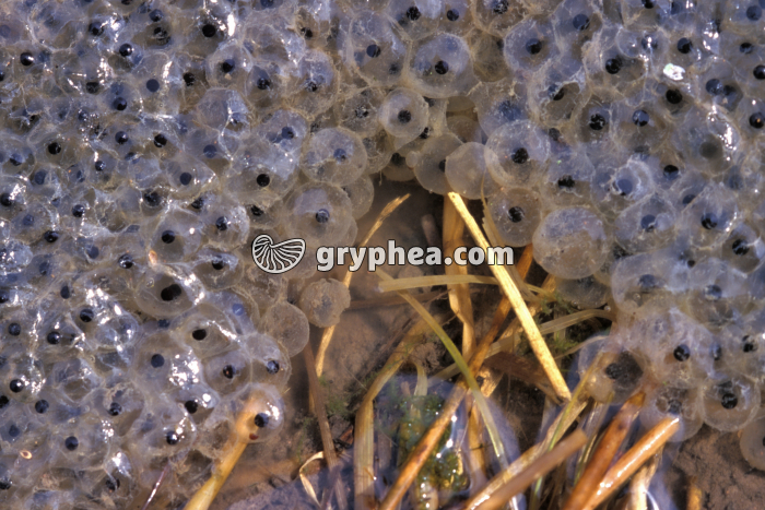 Ponte Grenouille rousse - gryphea.com